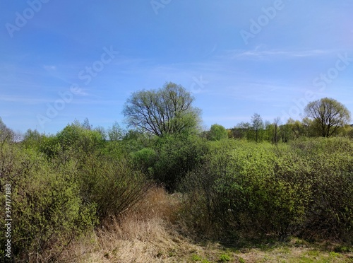 green foliage of shrubs and trees on a sunny day against a blue sky