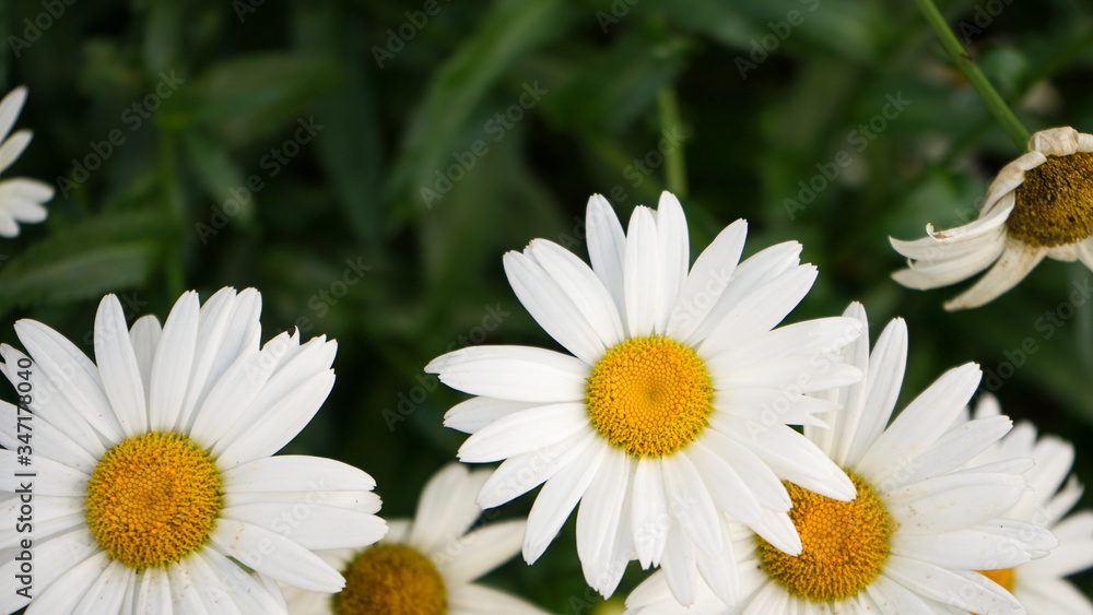 Obraz premium white daisies in a garden