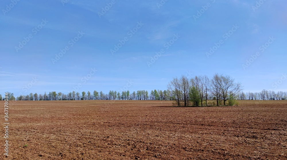 a plowed field with an even row of trees on it against the blue sky on a sunny day