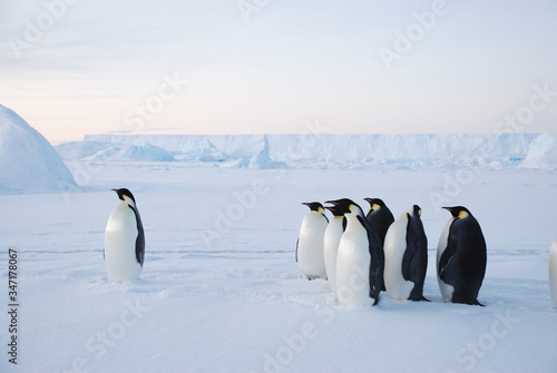 emperor penguin in antarctica photo