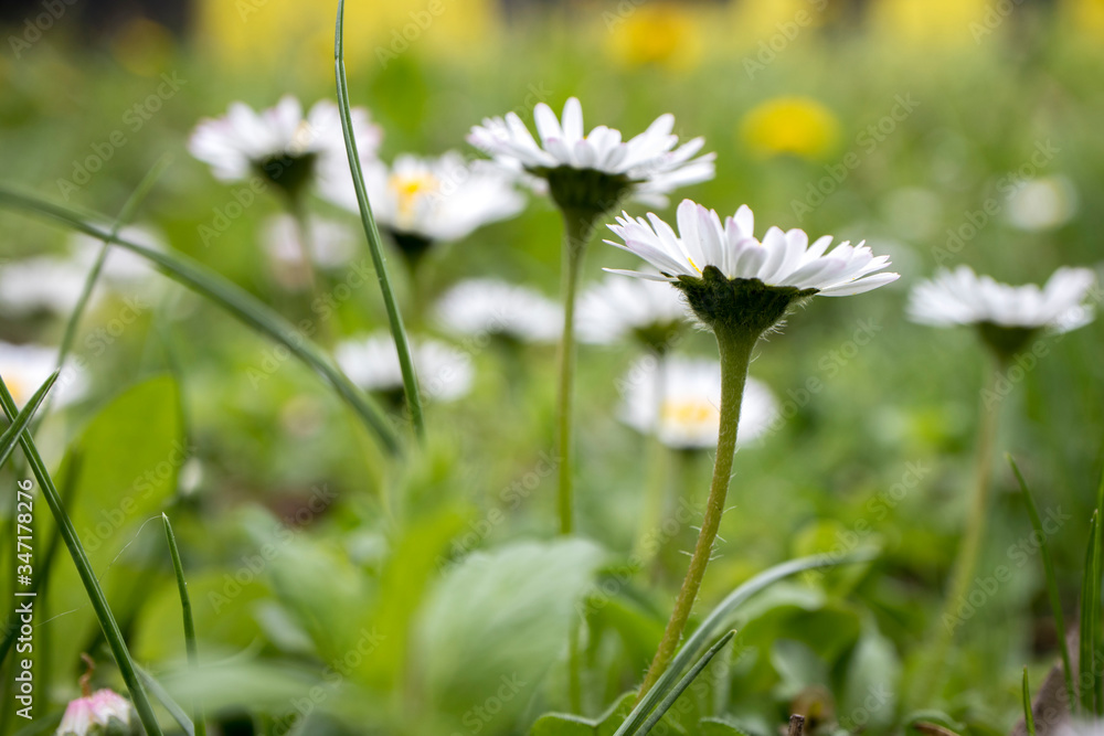 White daisies, bottom view, close up. Summer floral background. White daisies, bottom view, close up. Summer floral background.