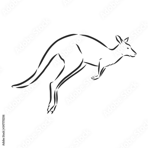 Drawing of a kangaroo. Vector illustration. kangaroo vector sketch illustration