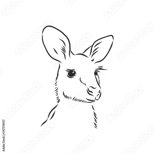 Drawing of a kangaroo. Vector illustration. kangaroo vector sketch illustration