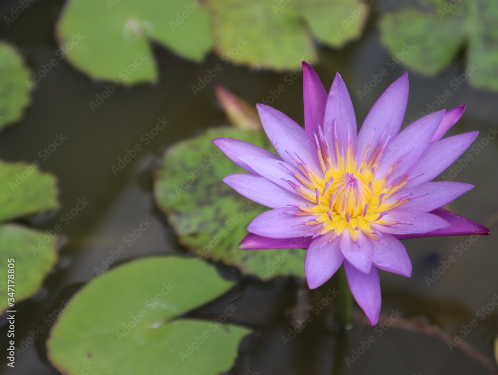Purple lotus with yellow pollen are blossoming in the lotus basin. Purple lotus with yellow pollen are blossoming in the lotus basin.