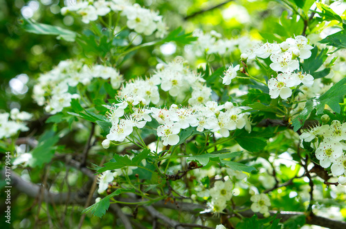 White flowers of wild boyars, boyars blooms in spring.
