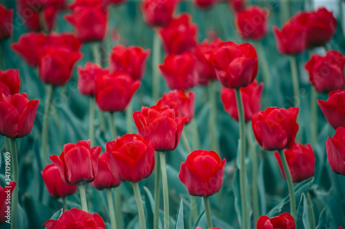 Flowerbed of red tulips on the street