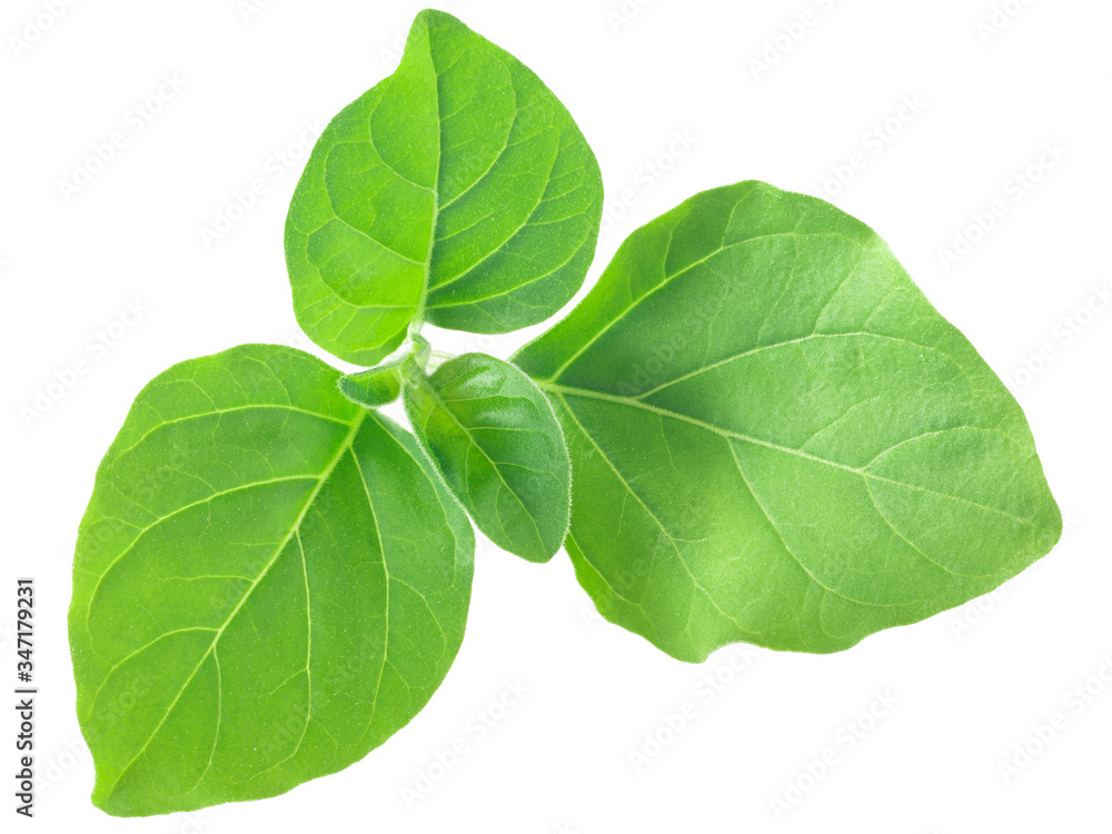 Ashwagandha leaves w. somnifera, paths Ashwagandha leaves w. somnifera, paths