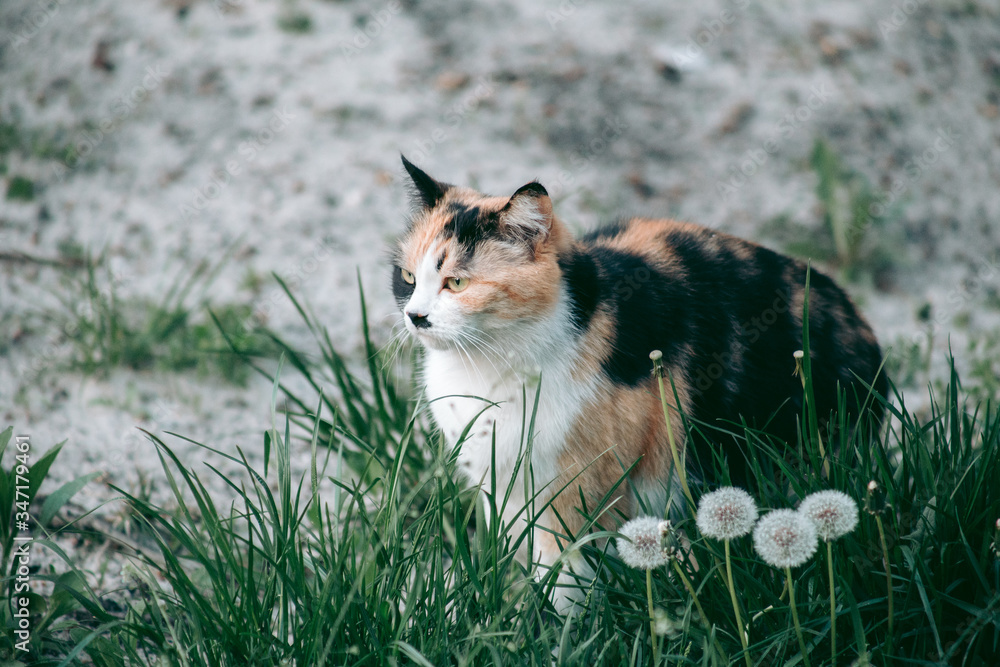 Tricolor cat surrounded by nature looking at the camera