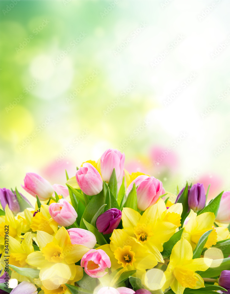 tulips and daffodils flowers tulips and daffodils flowers