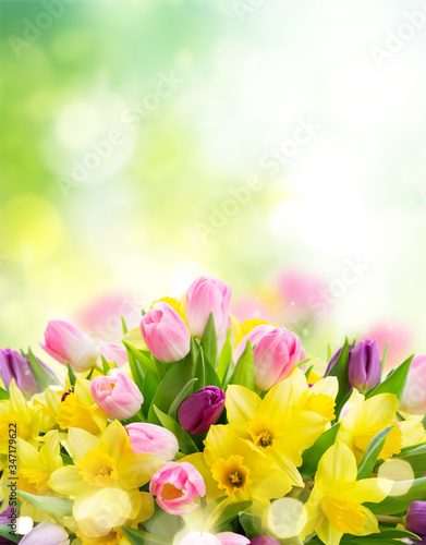 Fototapeta Naklejka Na Ścianę i Meble -  tulips and daffodils flowers