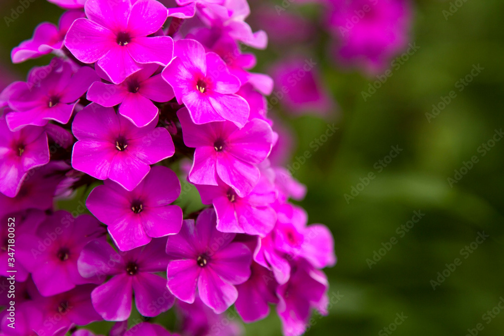 A field of beautiful pink Phlox flowers and copy space. A field of beautiful pink Phlox flowers and copy space.