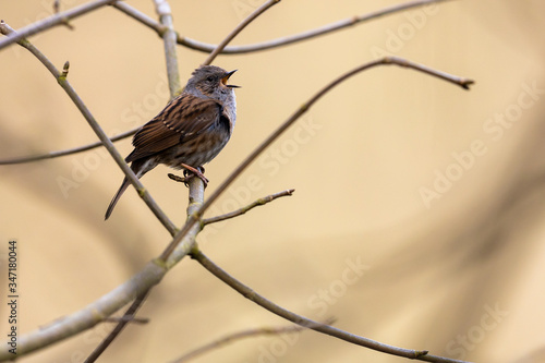 Photography Cute passerine bird dunnock prunella modularis singing between twigs in a bush w