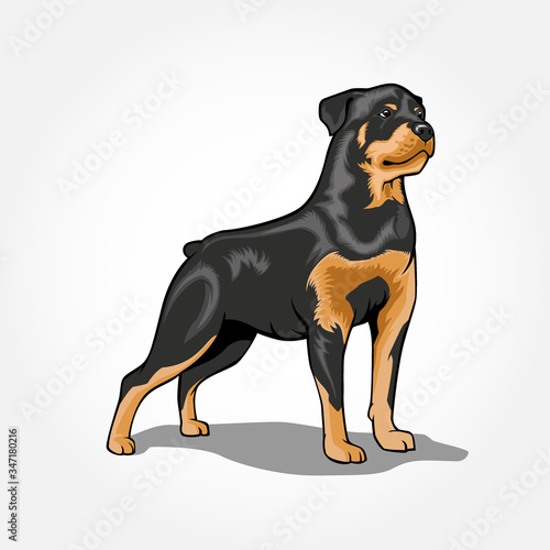Rottweiler Dog standing vector illustration isolated with shadow