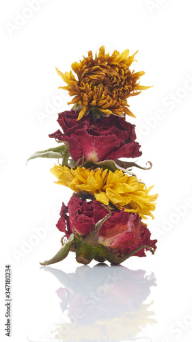 rose and chrysanthemums are colorful, easy to grow © nitinan