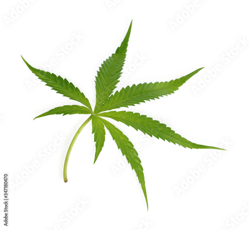 Marijuana trees for medical use are used separately on a white background.