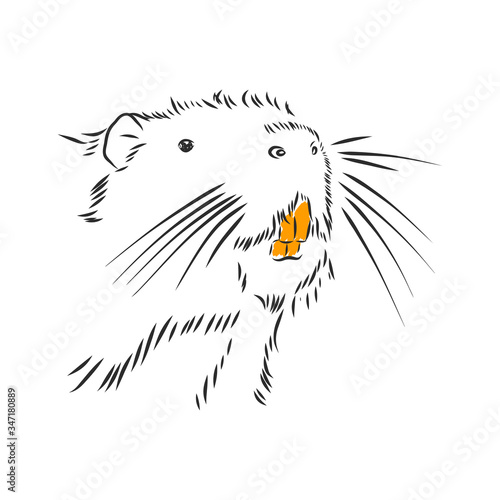 Schilderij op canvas nutria black and white. nutria vector sketch illustration