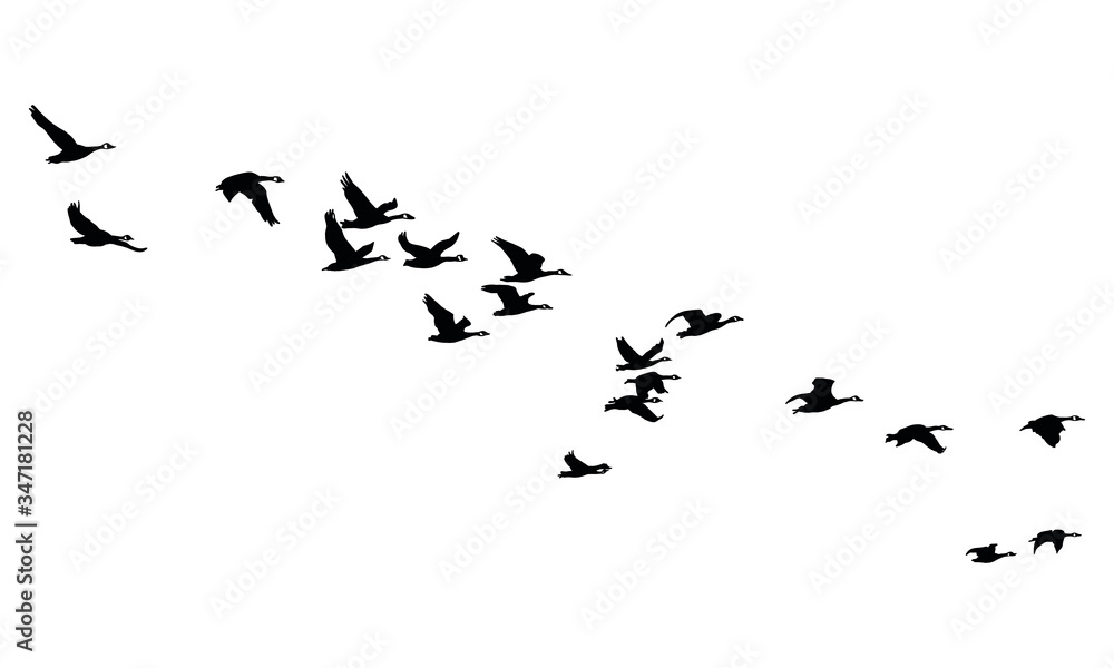 A Hand Drawn Flock of Flying Birds. Monochrome Bird Silhouettes. Design for an invitation, greeting, comicbook, illustration, card, postcard. Illustration isolated on a white background. Vector A Hand Drawn Flock of Flying Birds. Monochrome Bird Silhouettes. Design for an invitation, greeting, comicbook, illustration, card, postcard. Illustration isolated on a white background. Vector