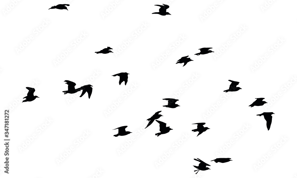 A Hand Drawn Flock of Flying Birds. Monochrome Bird Silhouettes. Design for an invitation, greeting, comicbook, illustration, card, postcard. Illustration isolated on a white background. Vector A Hand Drawn Flock of Flying Birds. Monochrome Bird Silhouettes. Design for an invitation, greeting, comicbook, illustration, card, postcard. Illustration isolated on a white background. Vector