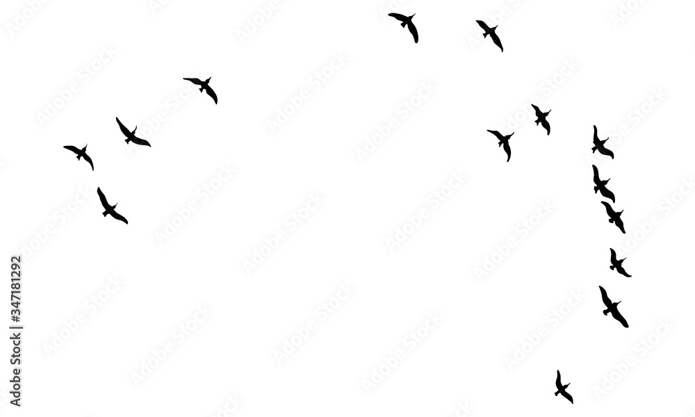 Obraz premium A Hand Drawn Flock of Flying Birds. Monochrome Bird Silhouettes. Design for an invitation, greeting, comicbook, illustration, card, postcard. Illustration isolated on a white background. Vector