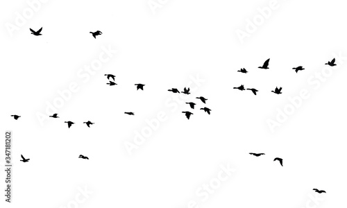 A Hand Drawn Flock of Flying Birds. Monochrome Bird Silhouettes. Design for an invitation, greeting, comicbook, illustration, card, postcard. Illustration isolated on a white background. Vector © Cool Hand Creative