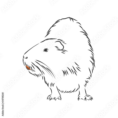 Schilderij op canvas nutria black and white. nutria vector sketch illustration
