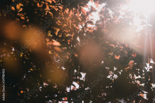 sun rays in the forest