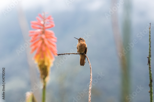 Hummingbird in Valle de Cocora photo