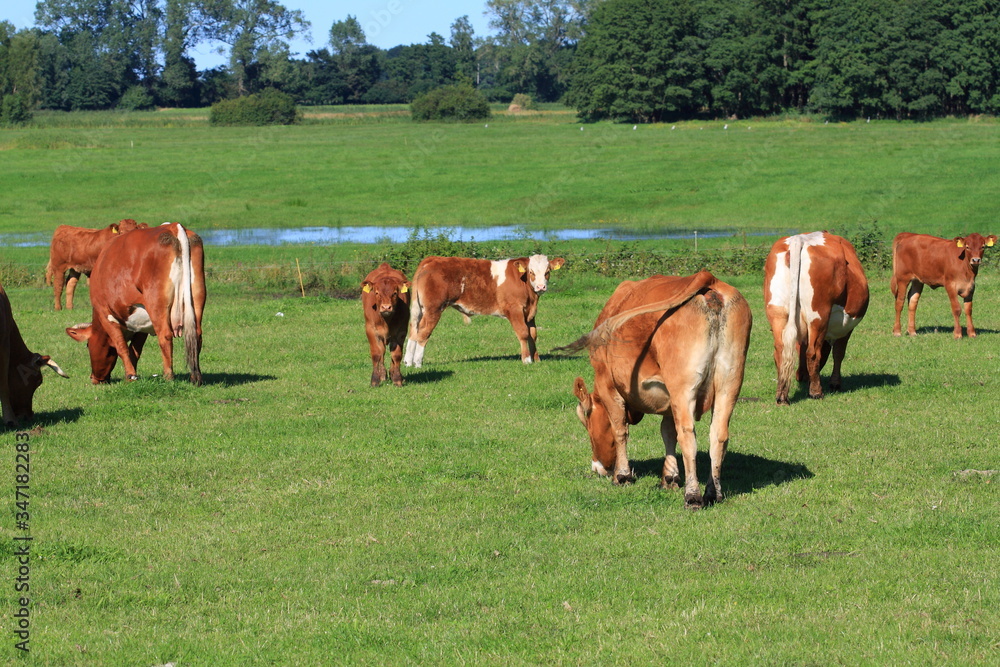 Obraz premium cows grazing in a meadow