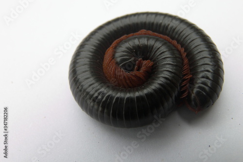 black and white spiral