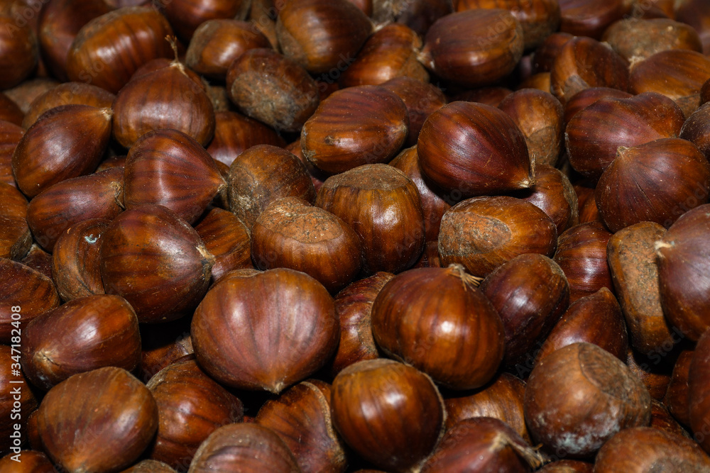 Ripe chestnuts close up. Raw Chestnuts for Christmas. Fresh sweet chestnut. Castanea sativa top view Ripe chestnuts close up. Raw Chestnuts for Christmas. Fresh sweet chestnut. Castanea sativa top view
