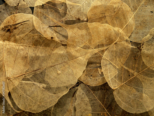 dry leaf on the ground