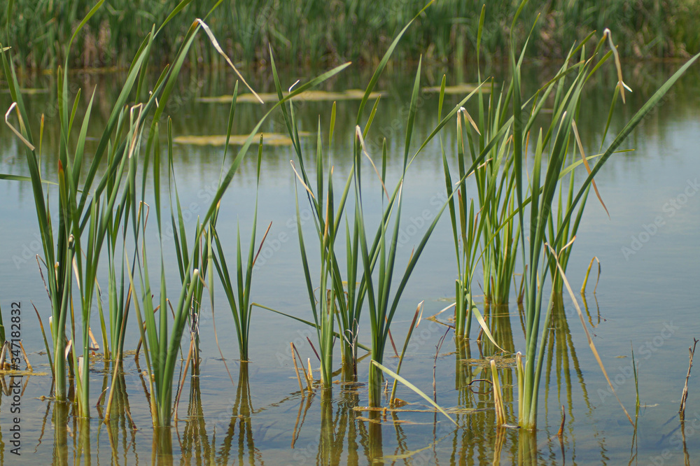 pond with grass