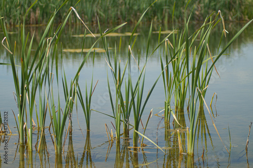 pond with grass