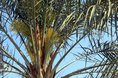 Part of palm tree on beautiful blue sky on background.