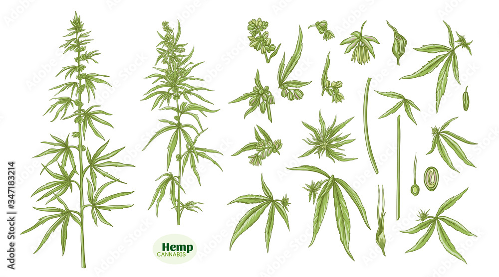 Fototapeta premium Hemp, cannabis plant. Set of elements for design. Color vector illustration. In botanical style Isolated on white background..