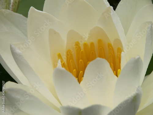 white water lily
