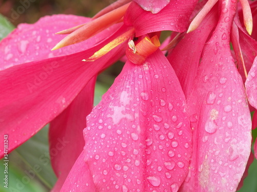 close up of pink flower