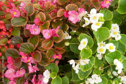 pink and white flowers