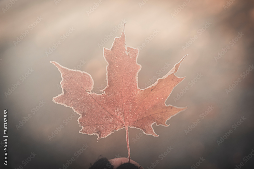 Fototapeta premium autumn maple leaf