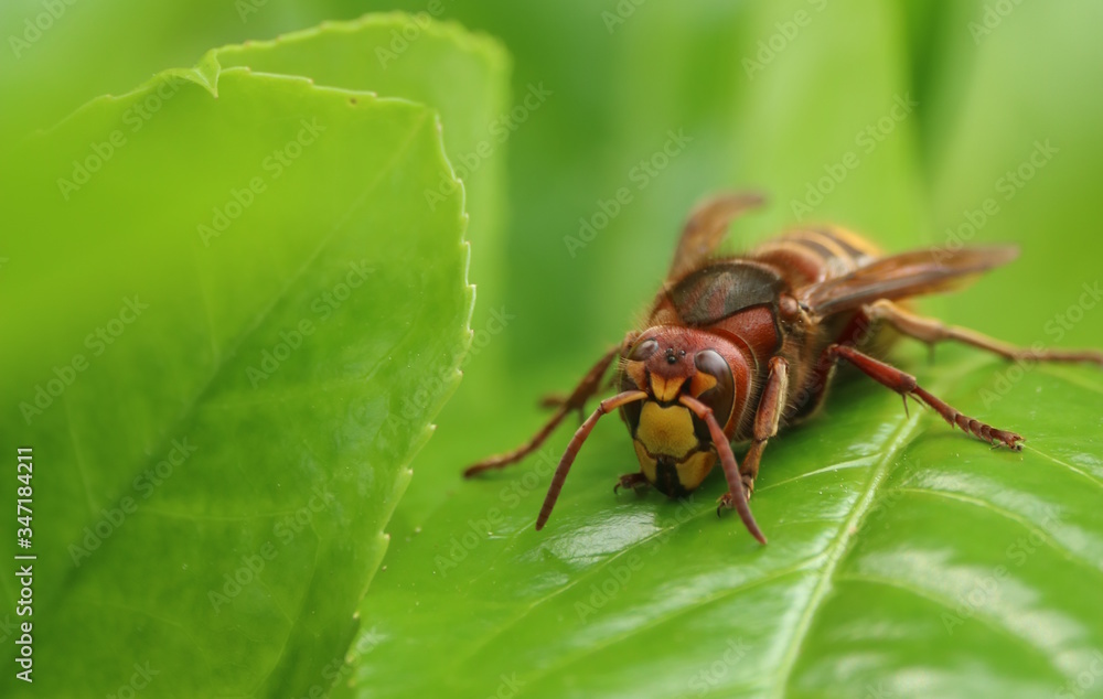 Naklejka premium frelon europeen