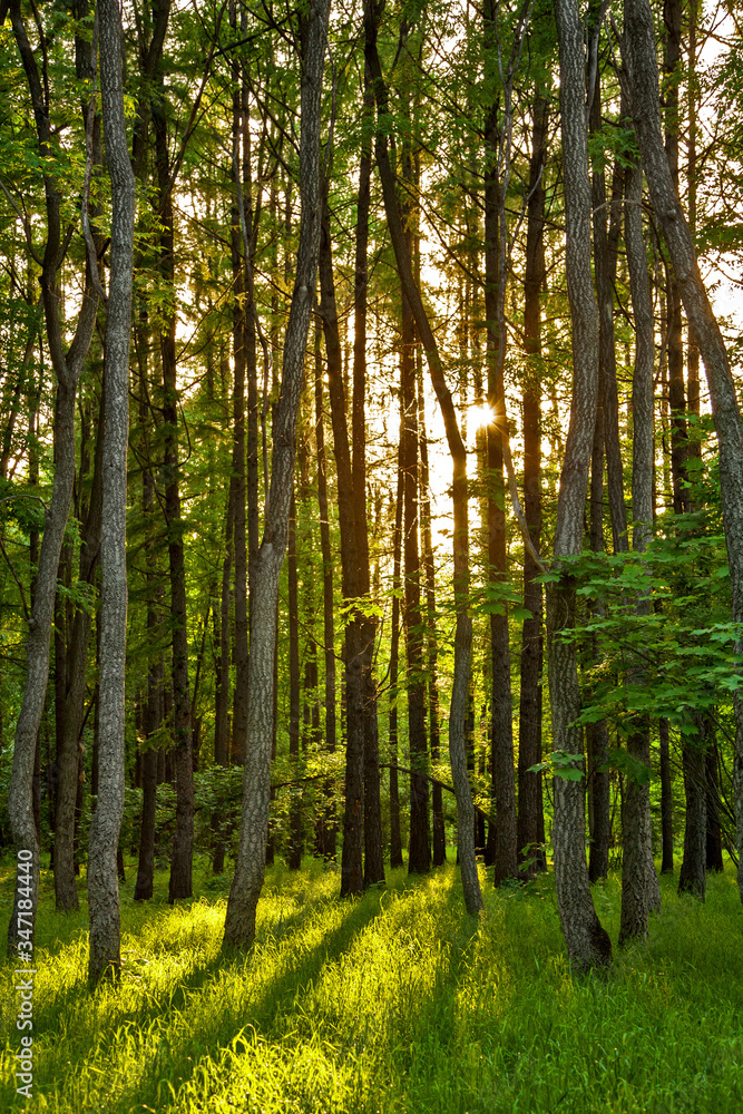 sunset in a thick beautiful green forest in summer sunset in a thick beautiful green forest in summer