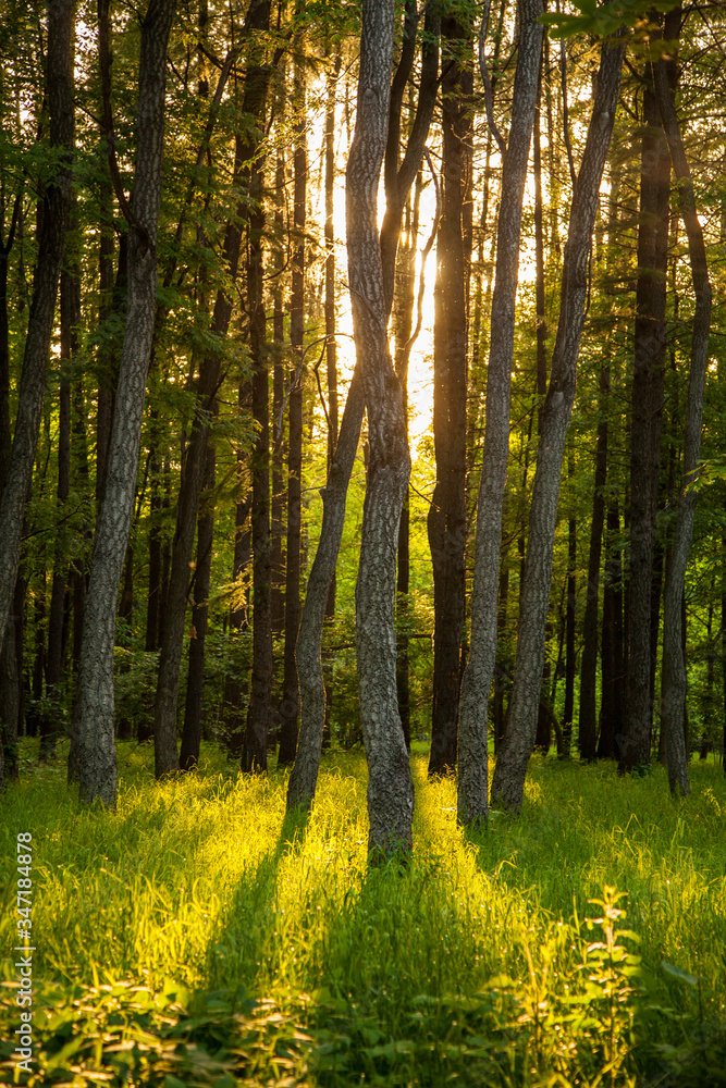 Fototapeta premium sunset in a thick beautiful green forest in summer