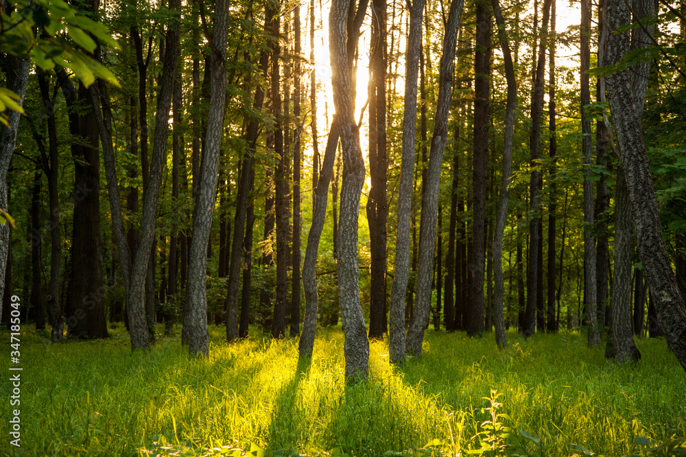 sunset in a thick beautiful green forest in summer
