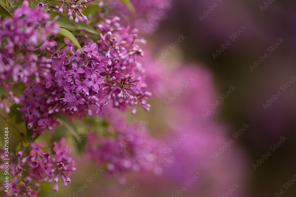 Flowering beautiful young lilac in spring