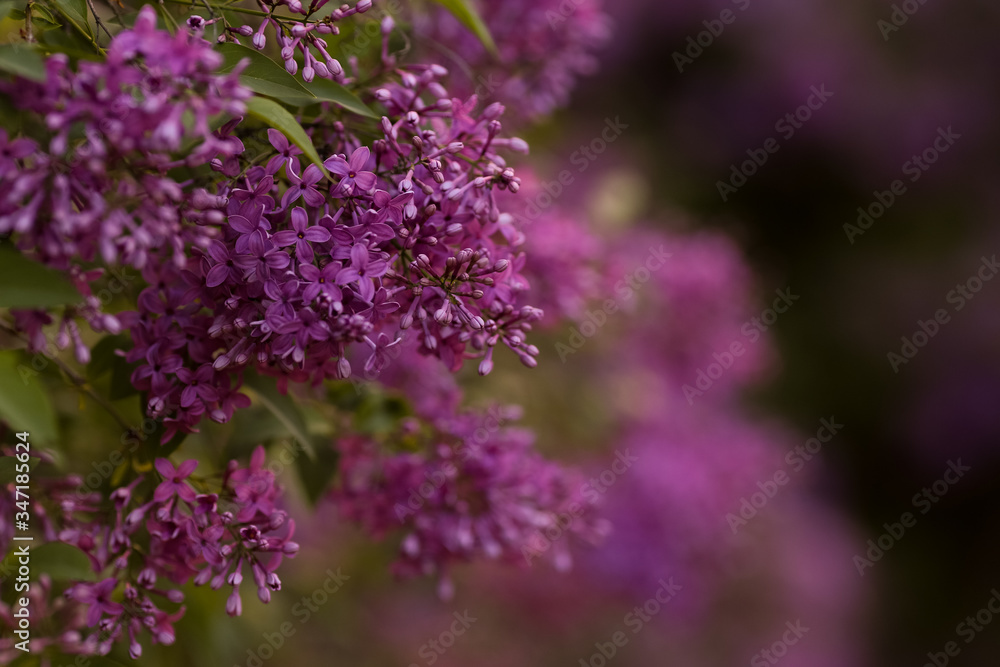 Flowering beautiful young lilac in spring Flowering beautiful young lilac in spring