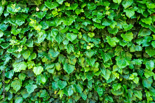 Wallpaper Mural Ivy green background Torontodigital.ca