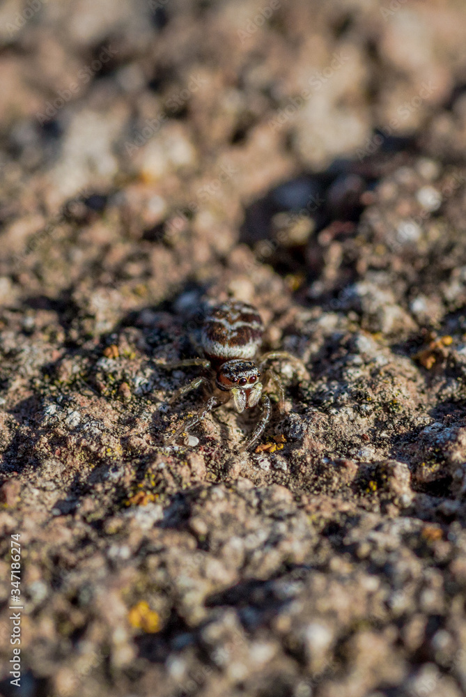 Spider Spider