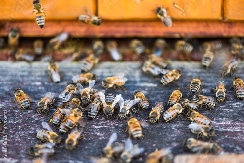 Heneybee or Honey Bee at Entrance to Beehive. Ecological Honey Production in Countryside. Close Up View photo