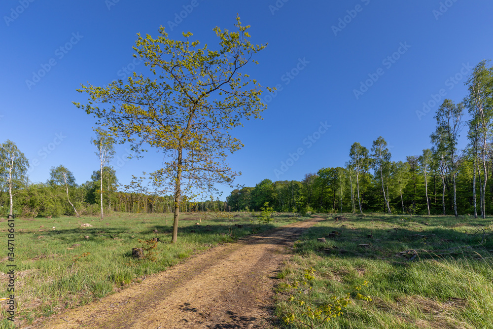 Abgeholzter Wald es stehen nur noch wenige Bäume Abgeholzter Wald es stehen nur noch wenige Bäume