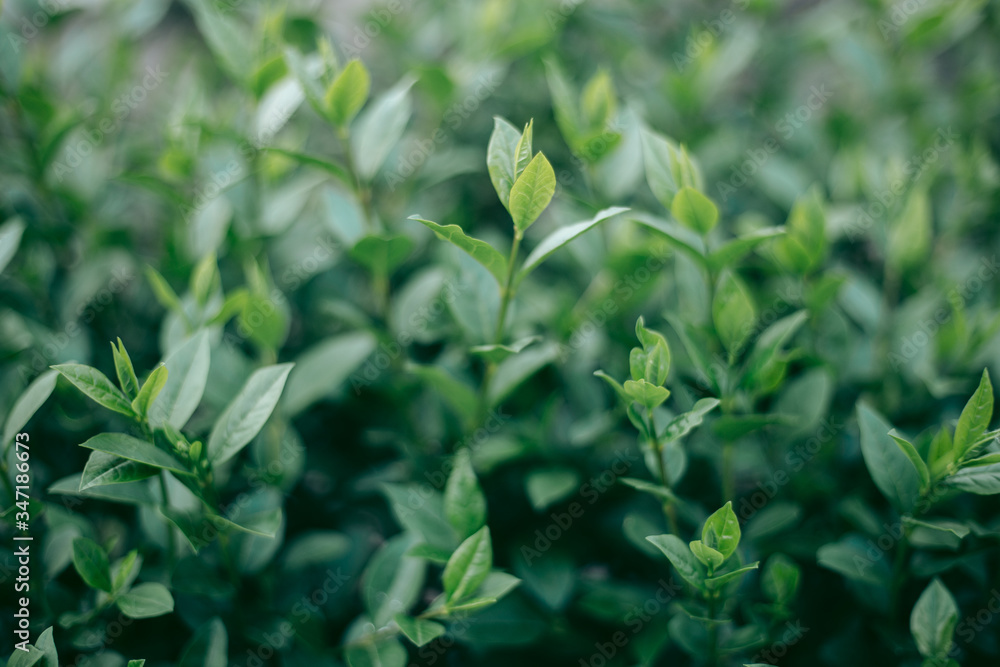 Green leaves of a tree in daylight in spring